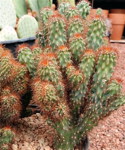 Cereus Fa Monstrose Rojo Cactus Jungle