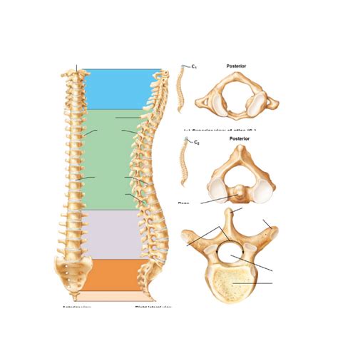 Vertebral Column Diagram Quizlet