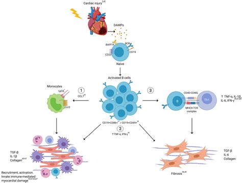 The Role Of B Cells In Heart Failure And Implications For Future