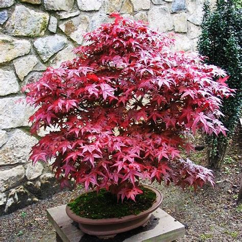 Semillas De Arce Redleaf Acer Palmatum Atropurpureum Seeds