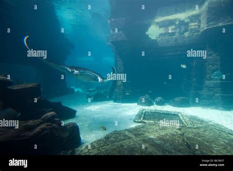 Atlantis resort bahamas aquarium hi-res stock photography and images ...