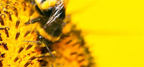 Abeille Lors De La Collecte Du Pollen D Une Fleur Les Cheveux De L