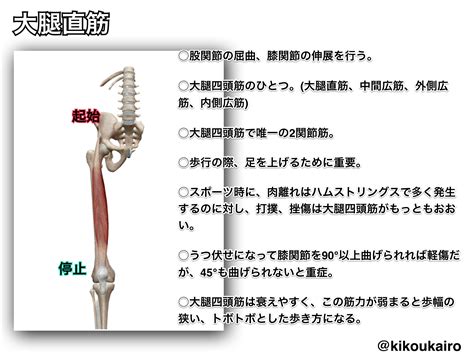 股関節を屈曲させる筋肉②大腿直筋（ひざが伸ばせないと腰も曲がる理屈） きこうカイロ施術院