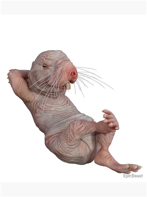 I Just Really Like Naked Moles Ok Funny Naked Mole Rat Poster For