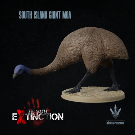 3d Printable South Island Giant Moa Dinornis Robustus By Miniature Museum