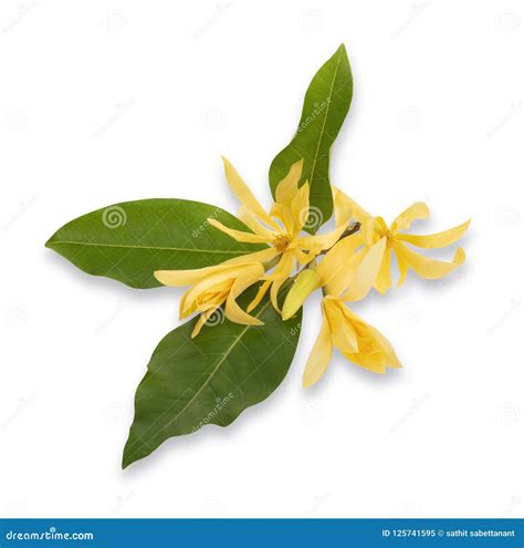 Flower, Champaca, Champa, Tree and Flowers with Medicinal Properties on Stock Image - Image of ...