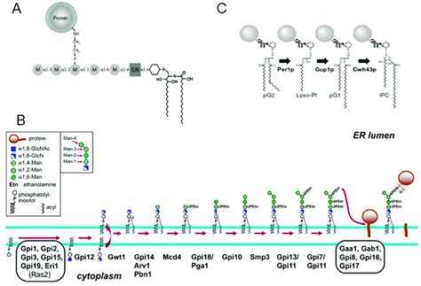 A Scheme Of Glycosylphosphatidylinositol Gpi Structure From