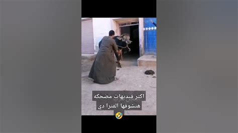 العجل هرب 🤣 اكتر فيديوهات مضحكة هتشوفها في حياتك الفترة دي عيد اضحى