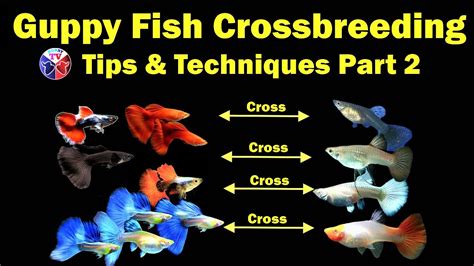 Guppy Fish Cross Breeding Tips And Techniques Part 2 Youtube