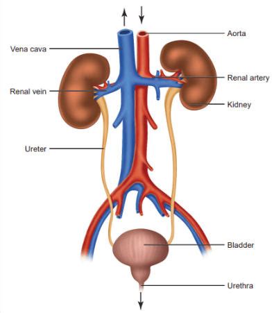 Excretion In Human Beings And Its Parts