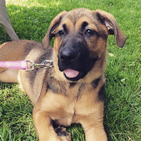 German Shepherd lab mix | German shepherd lab mix, German shepard lab