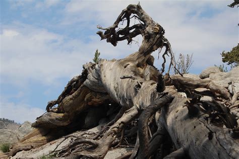 Free Images Landscape Driftwood Tree Nature Rock Mountain Sky