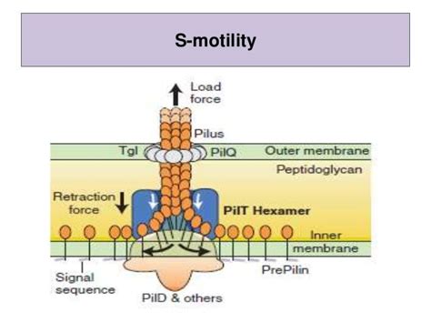 Myxobacteria, life cycle, genetic basis of differentiation