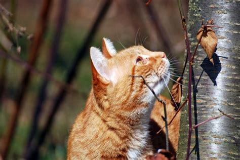 Un gato a punto de trepar por un árbol 37830 descarga a 1920x1080