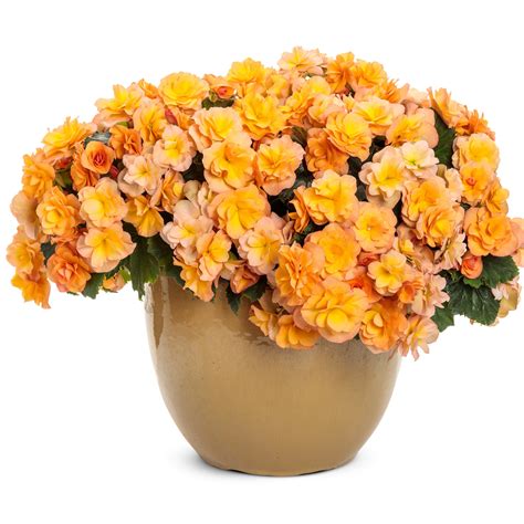 Bégonia Solenia® Apricot – Jardineries Botanix