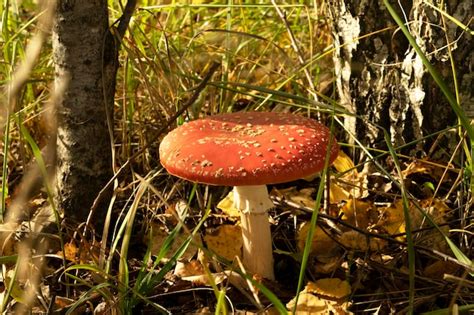 Cogumelos venenosos e alucinógenos fly agaric na grama no contexto do