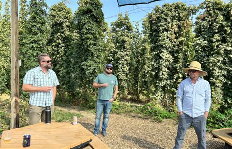 Why Hop Harvest Planning Matters – Brewer Magazine