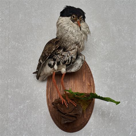 Ruff Taxidermy Bird Mount Mounted Stuffed Birds For Sale Real