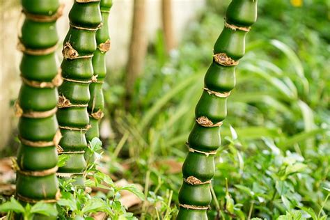 Tipos De Bambu Fotos - Lista de Tipos de Bambu: Espécies com Nomes e Fotos – Mundo Ecologia