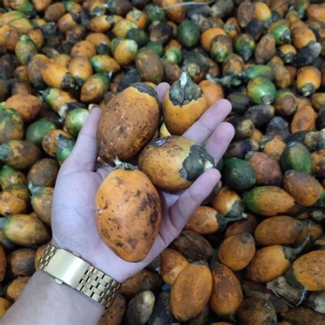 Jual Jual Buah Pinang Kuning Segar Gram Shopee Indonesia