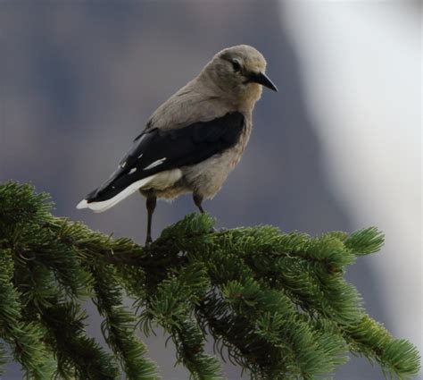 Wildlife of the Canadian Rockies | Neonatal Research