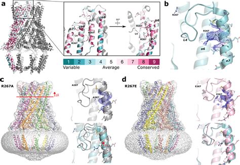 Mutations To R267 Maintain The Alternating L4 Arrangement A ConSurf