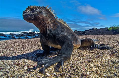 Wildlife in Ecuador | Chimu Adventures