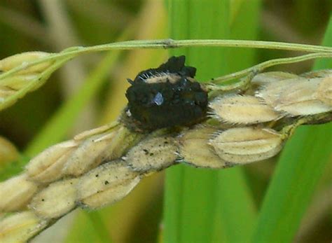 病気の対策 よく分かる水稲栽培