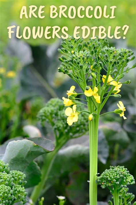 Are Broccoli Flowers Edible