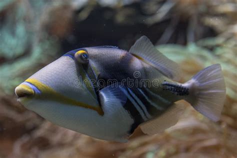 Close Up View Of A Triggerfish On A Reef Stock Image Image Of Diving