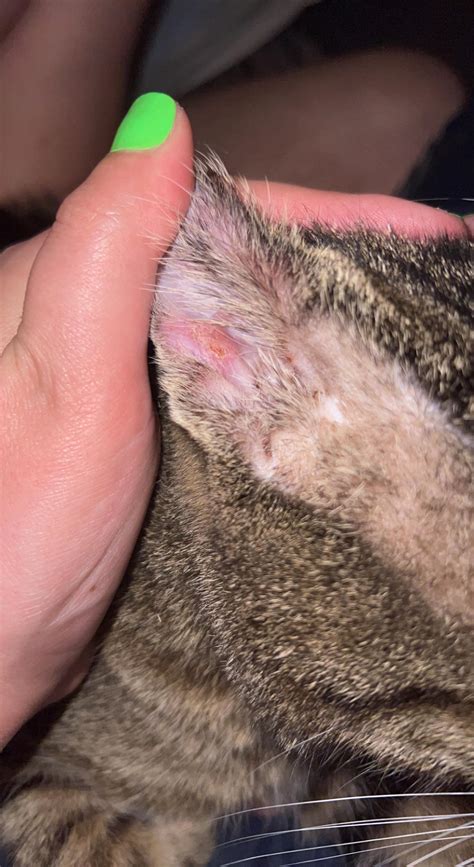 Inside Edge Of Cats Ear I Cant Tell If He Got A Scab In A Tussle With