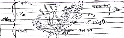 Class 10 Science Chapter 8 Notes in Hindi जव म जनन कस हत ह