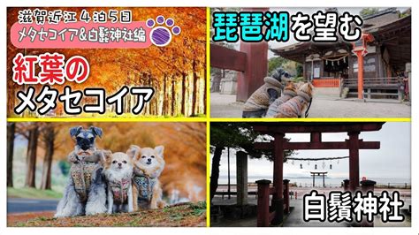 【滋賀近江への車中泊の旅・メタセコイア＆白鬚神社編】紅葉のメタセコイアと近江最古の白鬚神社｜湖を望む絶景で延命長寿のお祈り【マキノピックランド