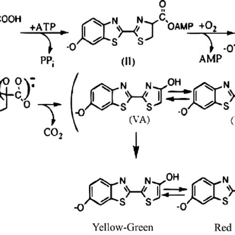 Mechanism of Enzyme Luciferase on Luciferin | Download Scientific Diagram