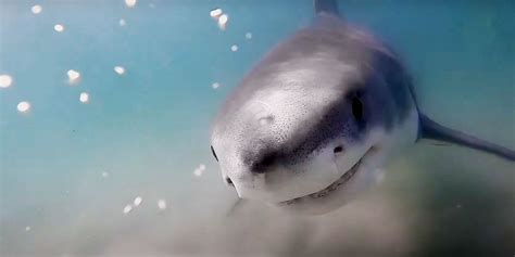 Sharks Return To Cape Cod In Nat Geo Return of the White Shark Clip ...