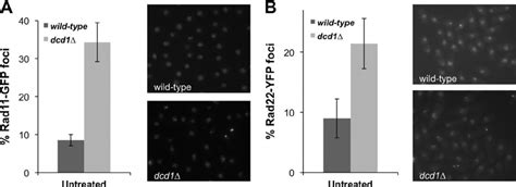 Rad Rpa And Rad Rad Foci Are Increased In Dcd Cells