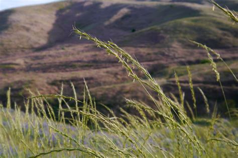 Montana State Grass Bluebunch Wheatgrass Pocket Montana