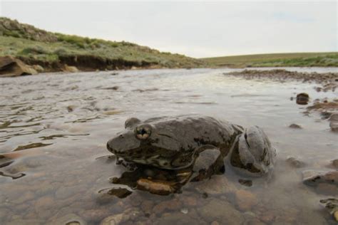 90+ Lesotho Wildlife Stock Photos, Pictures & Royalty-Free Images - iStock