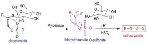 Molecular structure of isothiocyanate. | Download Scientific Diagram