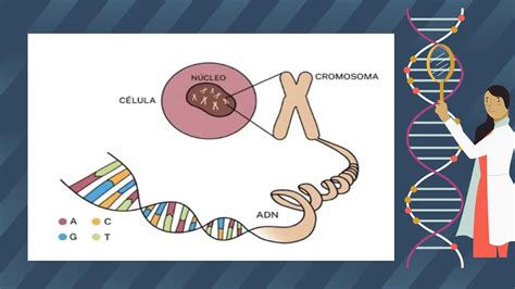 Diferencias Entre El Cido Desoxirribonucleico Y Acido Ribonucleico