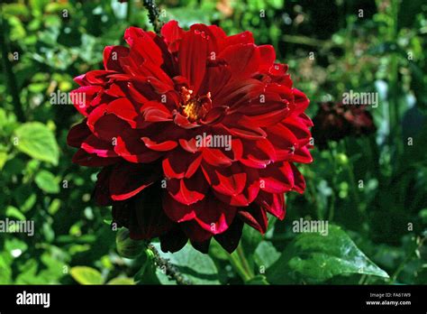 Red dahlia flower Stock Photo - Alamy