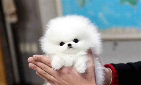 teacup pomeranian whats good  bad  em