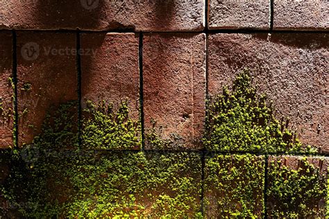 Moss on brick wall in sunlight. Mossy bricks backgrounds. 39835561 ...