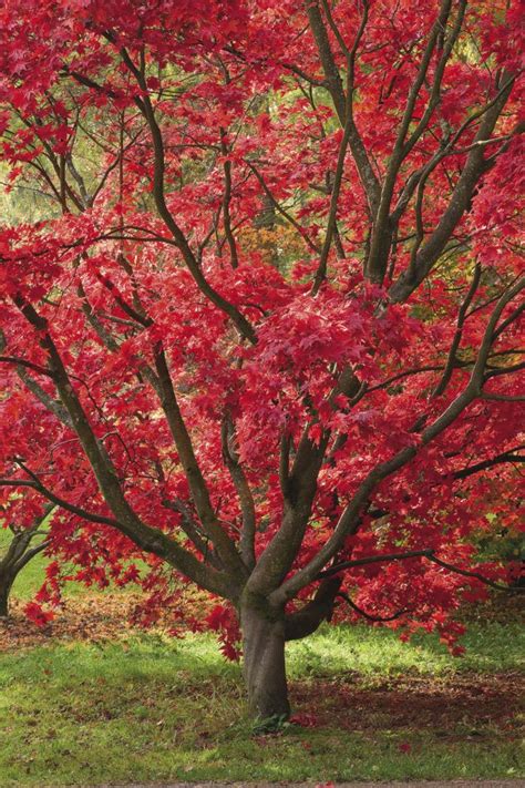 The Best Japanese Maples Fine Gardening Japanese Maple Japanese