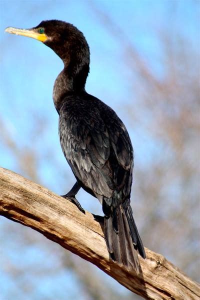 Kayak Y Avistaje De Aves En El Delta Náutica