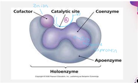 Biochemistry Lecture 7 - Enzymes II Flashcards | Quizlet 