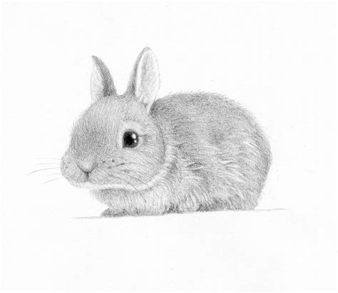 Simple Bunny Drawing At Bernadette Williams Blog