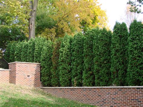 arborvitae hedge Arborvitae, Fences, Firewood, Tree Trunk, Library ...