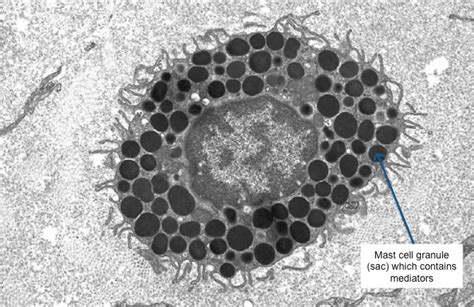 What Are Mast Cells - TMS - The Mast Cell Disease Society, Inc