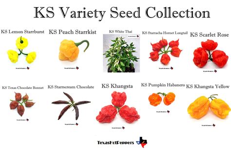 1 Ks Variety Seed Collection 10 Different Varieties Texas Hot Peppers